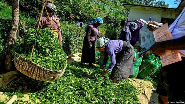 Petition against minimum daily wage of plantation workers withdrawn