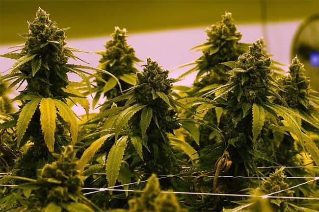 Kush cannabis cultivation busted inside house in Malabe, 2 arrested