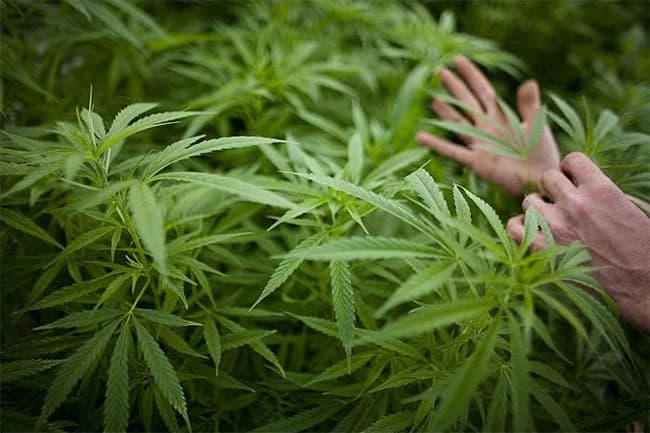 Govt’s cannabis investment plan: 30 parties express interest, projects to be based in Mirigama and Kandy