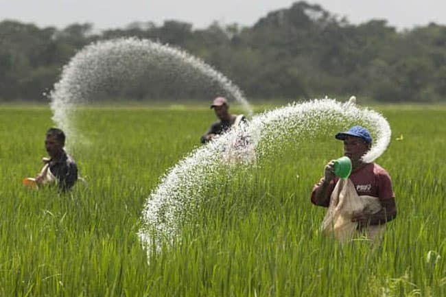 Farmers to receive fertilizer subsidy from Monday