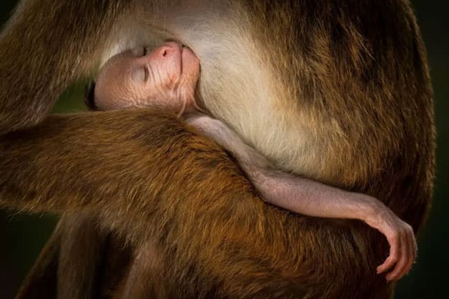 Sri Lanka’s Prasantha Vinod wins prize at Wildlife Photographer of the Year