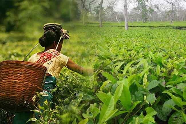 Govt to implement key measures to revitalize Sri Lanka’s tea industry