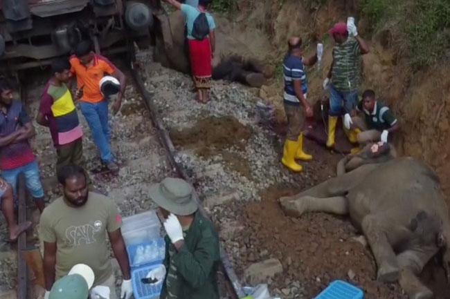 Gal Oya train-elephant collision: ‘Meenagaya’ train operated by unauthorized driver?