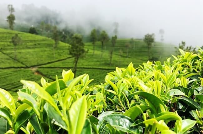 India surpasses Sri Lanka to become world’s second largest tea exporter – report