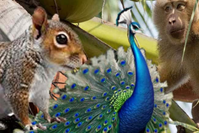 Wildlife census report to be released tomorrow