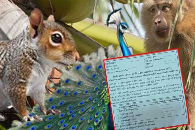 Wildlife census report to be released today