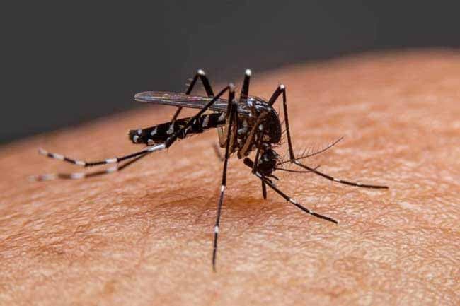 Health officials urge caution as mosquito-borne diseases on the rise in Sri Lanka