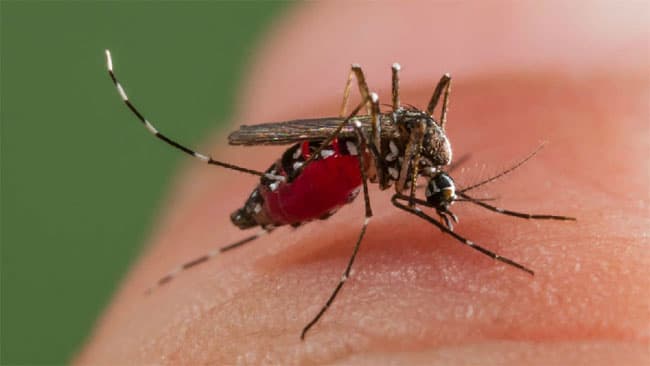Over 25,000 dengue cases reported so far this year