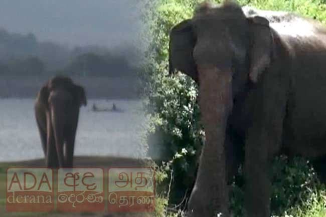 Injured elephant spotted near Kandalama in critical condition