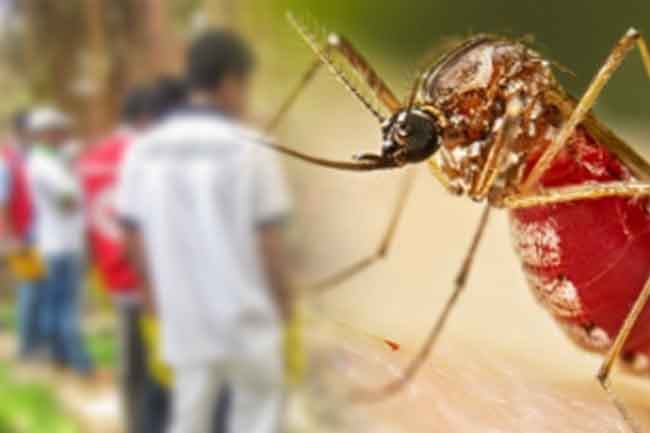 Over 100 schools identified with potential mosquito breeding sites