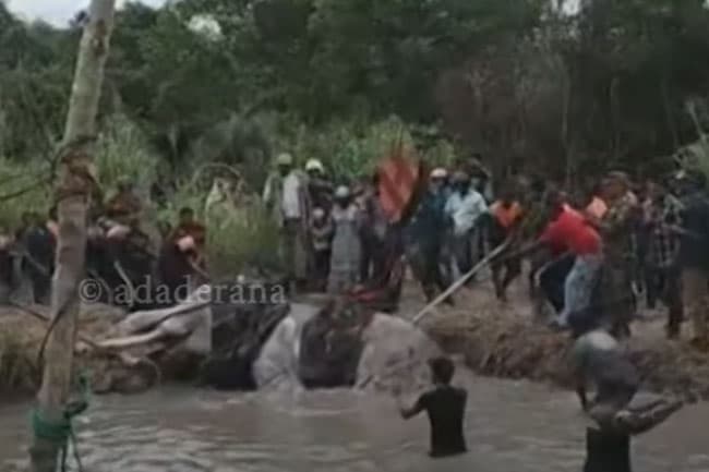 Injured tusker ‘Bhathiya’ continues to receive treatment from team of experts
