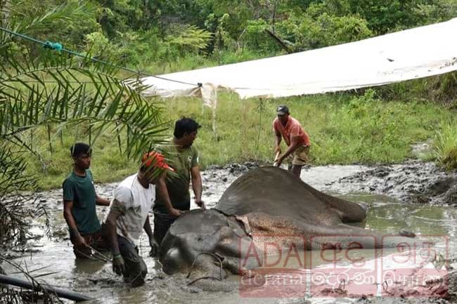 Another wild elephant found dead in Thanamalwila