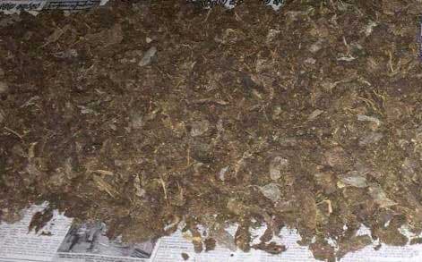 Abandoned 31 kg of Kerala cannabis found