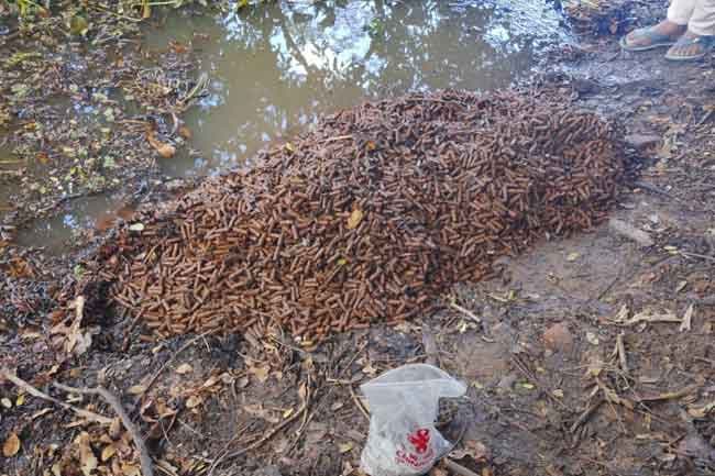 Cache of ammunition found near school in Thalawa