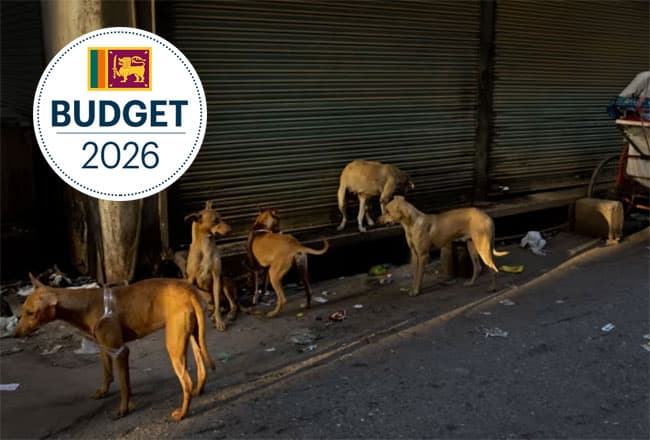 Govt. proposes facilities to care of street dogs and burial of pets in Kesbewa and Piliyandala