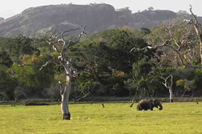 National parks and Dehiwala Zoo to reopen tomorrow