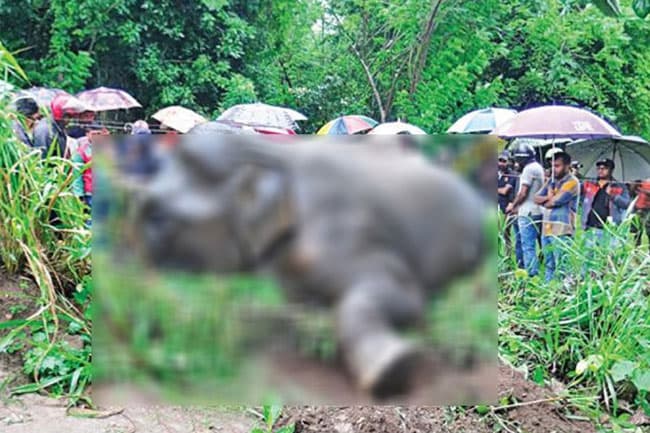 44 wild elephant deaths reported in 2026