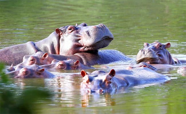 Anant Ambani offers to save Pablo Escobar’s hippos