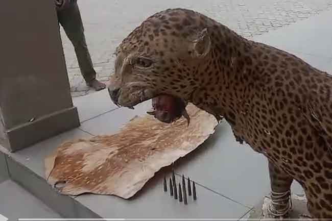 Ammunition, leopard skin seized in joint raid in Puttalam