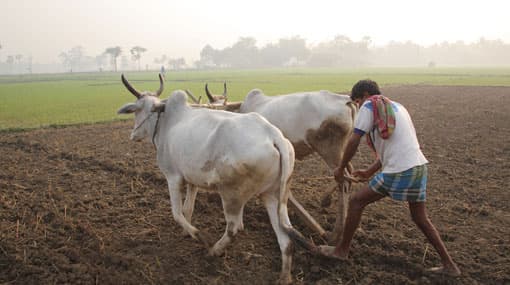 Govt. releases Rs.7 billion to farmers engaged in paddy cultivation