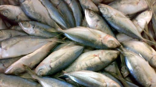 Minister orders probe into 3 metric tons of fish stored for 8 years