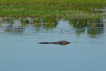 Woman snatched by crocodile in Nilwala River