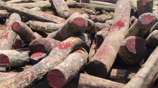 VIDEO: Customs seizes Rs.1 billion worth of Rosewood from East Africa