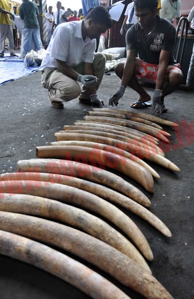 Investigation into seized ivory bound for Dubai widens