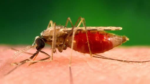 Sri Lanka seeks WHO status as malaria free nation
