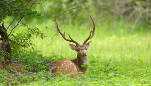 Cell phone use banned at Yala national park