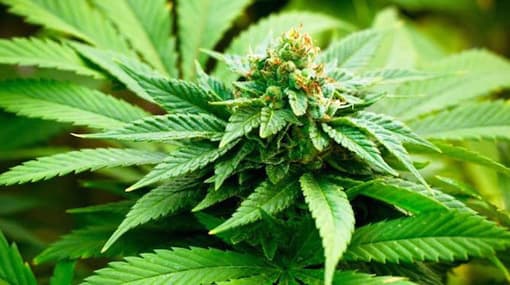 Five kilograms of Kerala Cannabis puts 4 in jail