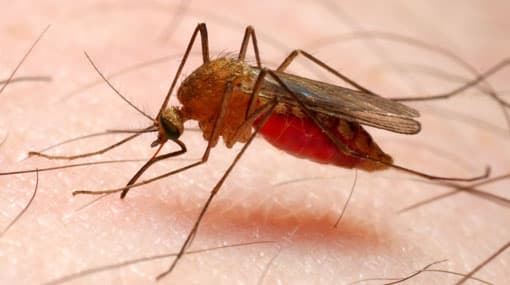 Pakistan urged to emulate Sri Lanka’s malaria eradication success