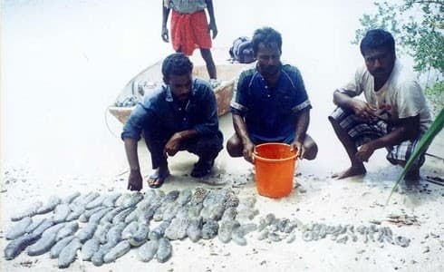 Maldives-Lanka mariculture project under discussion