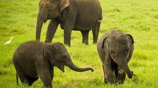 Sri Lanka bans use of young elephants for work