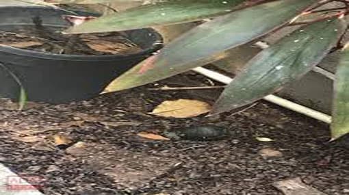 Grenade discovered at SLMC: investigations still ongoing