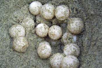 Police recover bag full of turtle eggs in Ambalantota