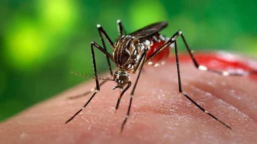 Health Ministry refutes GMOA claims of dengue medicine shortage