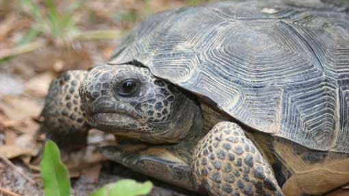 Five held with turtle meat in Pallikuda