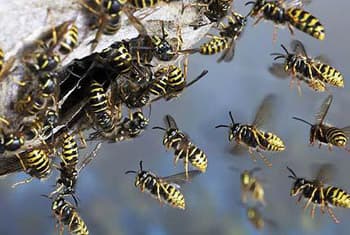 Preschool children among 47 hospitalised in wasp attack