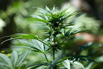 Police raid ganja field within Yala National Park