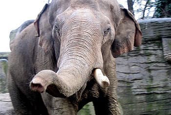 Wildlife officer killed in elephant attack