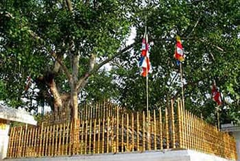 Lanka tightens security for Jaya Sri Maha Bodhi - report