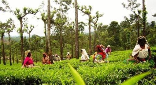 Sri Lanka tea farmers still recovering after devastating floods