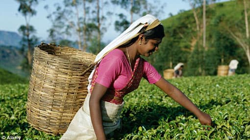 Cabinet approves govt intervention to stabilize tea price
