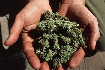 130kg ganja to be smuggled into SL seized in TN