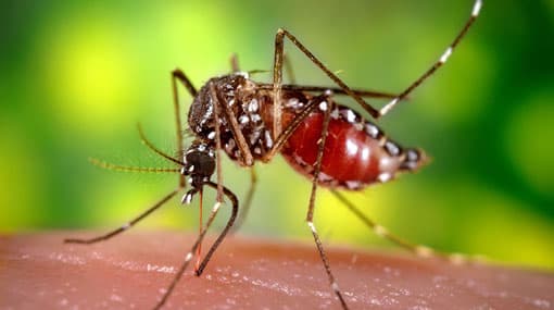 Govt. to amend prevention of mosquito breeding act