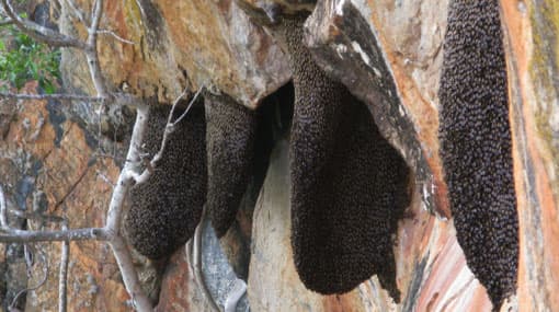 Wasp attack on tourists in Sigirya