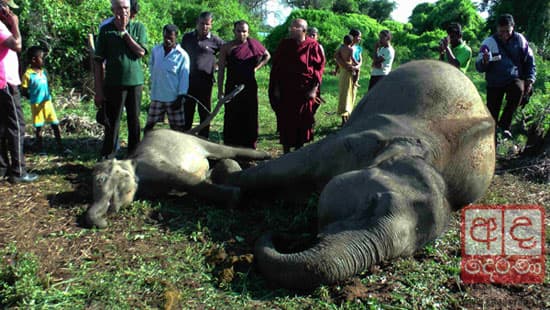 Four elephants electrocuted in H’tota