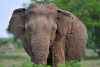 Jumbo attack kills one more