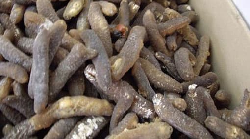 Navy arrests 5 persons with 950kg of smuggled sea cucumber